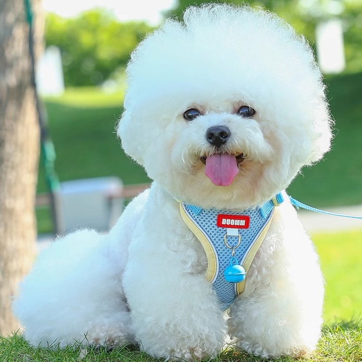 狗狗牵引绳背心式狗绳中小型犬比熊胸背带泰迪遛狗链子幼犬牵狗绳
