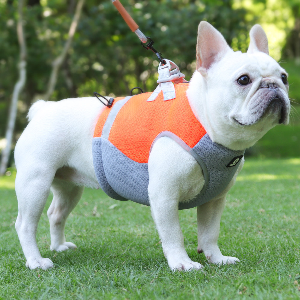 狗狗牵引绳夏天降温防暑中小型犬泰迪柯基法斗胸背带柴犬遛狗绳子