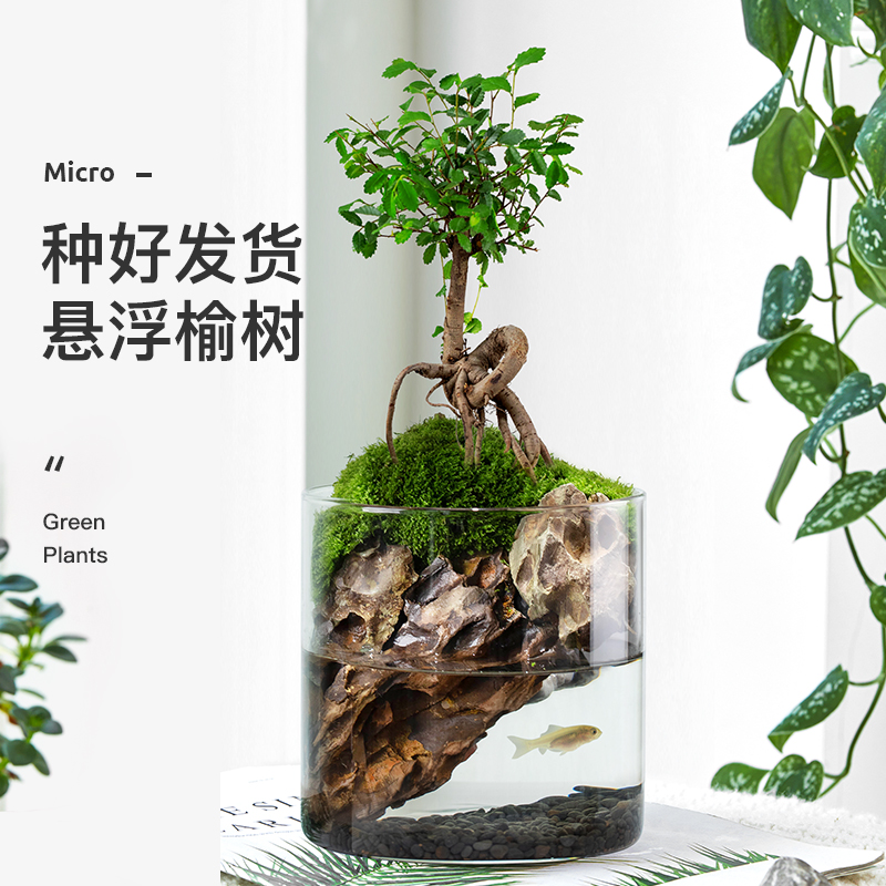 榆树植物苔藓创意微景观生态瓶办公室内桌面盆栽四季常青好养送礼