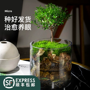 生态瓶苔藓微景观桌面盆栽青苔造景绿植物闷养鱼缸办公室水培摆件