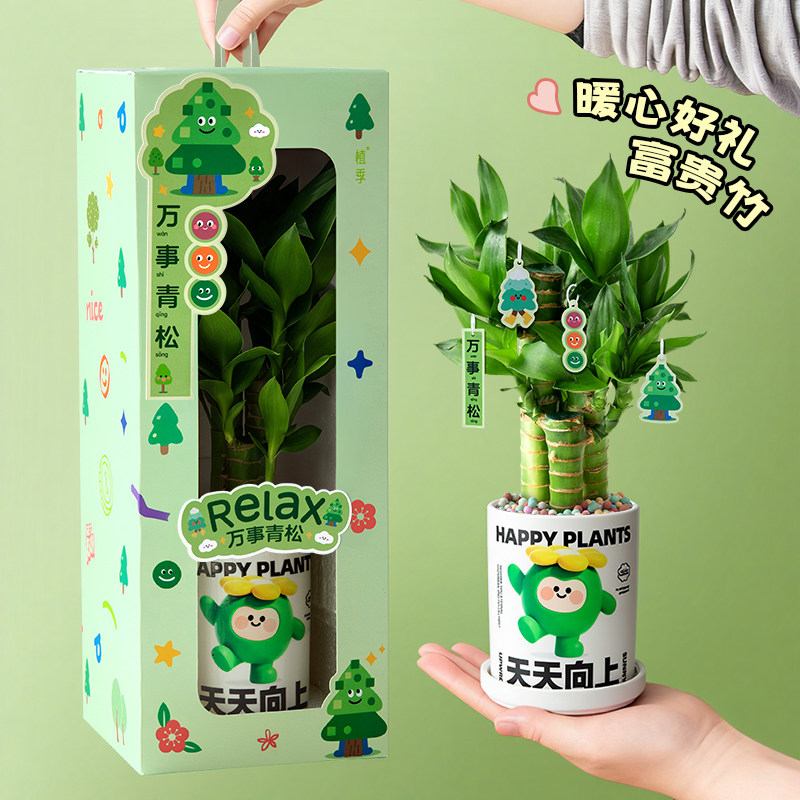 植季富贵竹盆栽工位摆件节节高竹创意礼盒/礼品套组