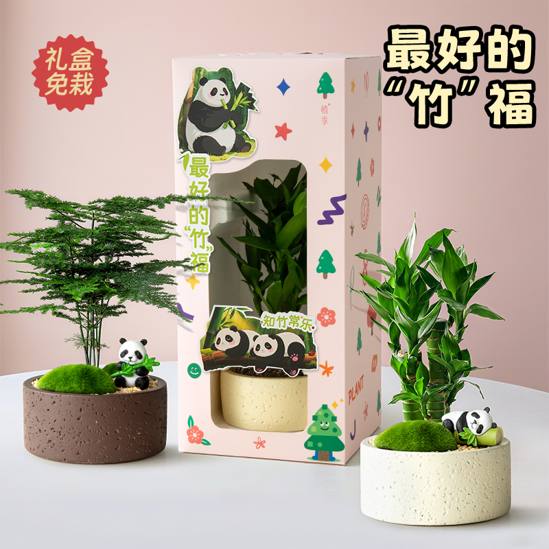 植季富贵竹植物发财树小盆栽绿植中秋礼盒女生生日礼物创意伴手礼