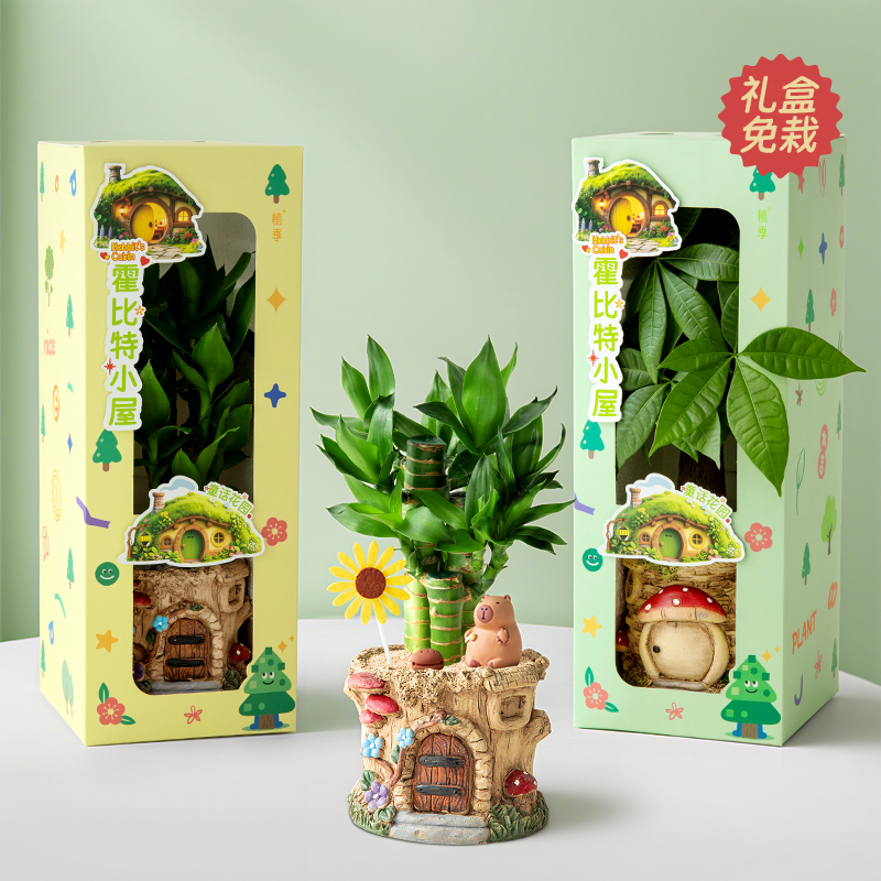 发财树植物盆栽富贵竹生日礼物