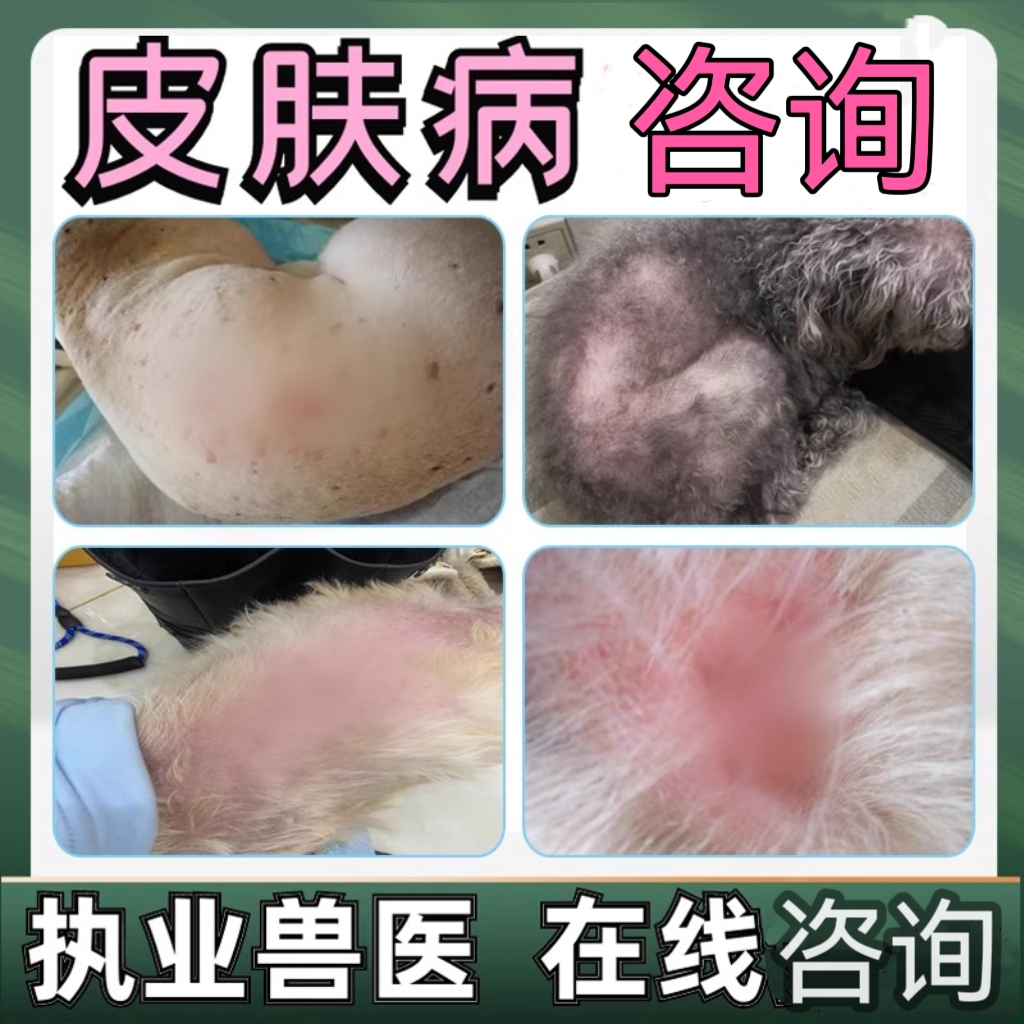 宠物医生在线咨询狗狗皮肤病猫咪