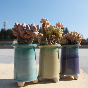 老桩渐变色冰裂桃蛋小杆杆