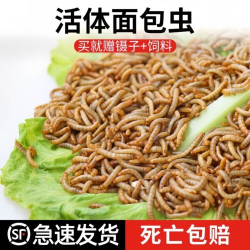 面包虫活虫大号鲜活活饵饲料
