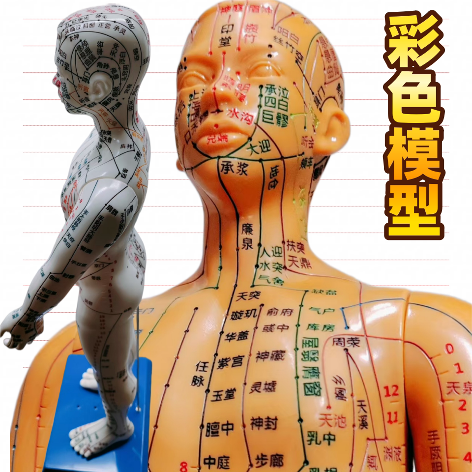 彩模型中医经络穴位教学演示模型