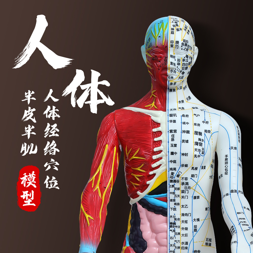 人体结构模型半皮半肌