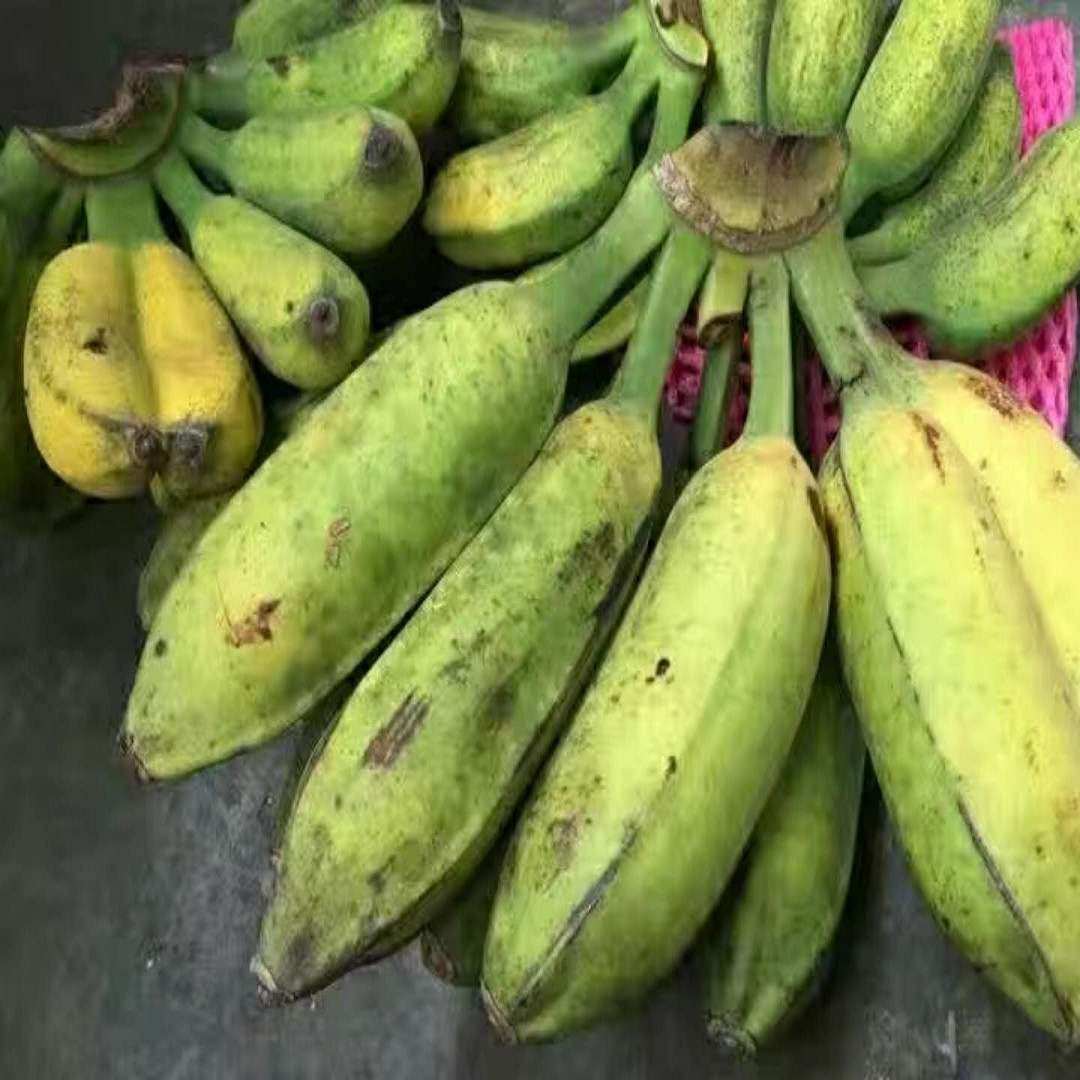 新鲜大芭蕉大蕉净重5斤批发包邮广西特产大蕉现砍酸甜芭蕉牛角蕉