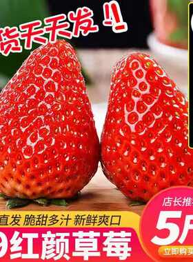 丹东99牛奶草莓5斤包邮新鲜现摘孕妇水果奶油多汁草莓红颜甜草莓