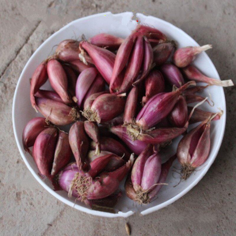 农家露天葱果干葱头红葱头种子熬制葱油卤肉饭调料 1斤