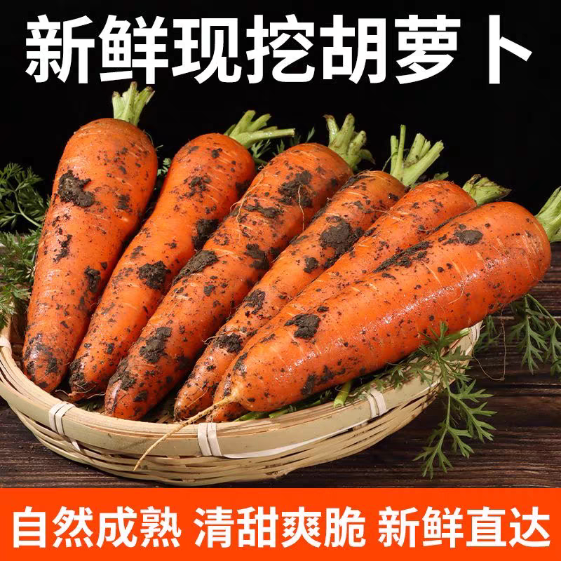 新鲜现挖应季胡萝卜，有坏包赔