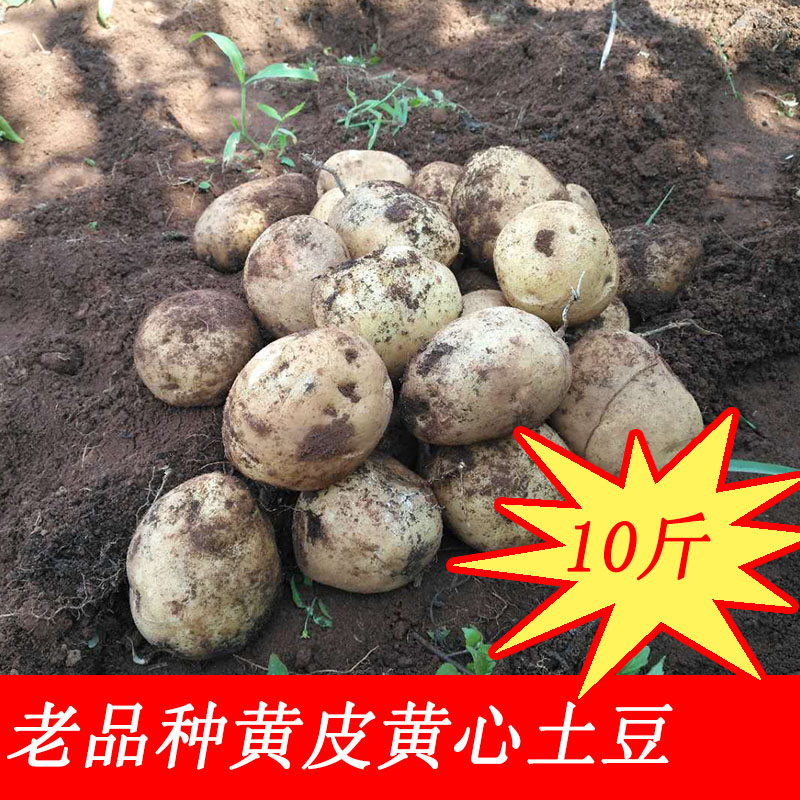 云南会泽黄皮黄心土豆马铃薯老品种洋芋现挖洋芋软糯沙香10斤包邮