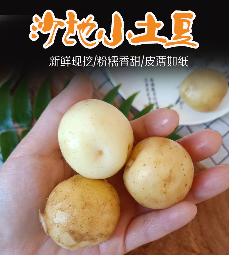沙地黄心小土豆净重5斤新鲜蔬菜马铃薯洋芋农产品