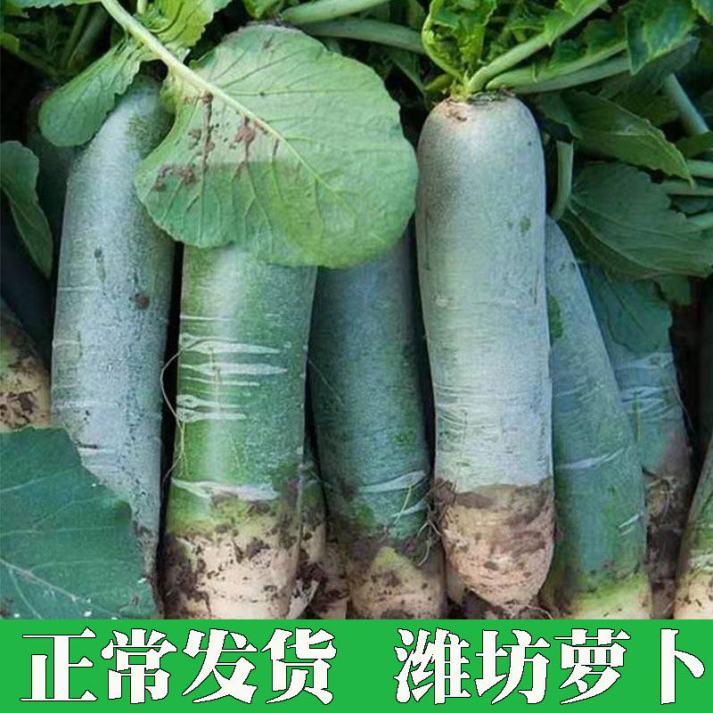 山东潍坊萝卜10斤新鲜水果农家