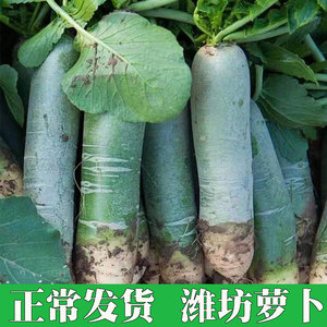 山东潍坊萝卜10斤新鲜水果农家