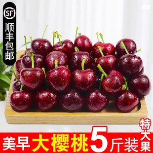 山东美早大樱桃5斤装车厘子新鲜当季孕妇整箱烟台水果10一箱包邮