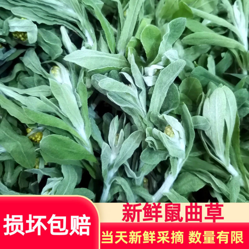 正宗野生清明草新鲜晒干鼠曲草清明菜绒毛鼠麴佛耳草净重250g批发