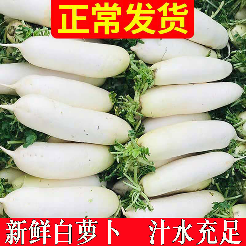 现挖白萝卜5斤新鲜蔬菜包邮农家特产生吃脆甜萝卜长罗卜可做泡菜