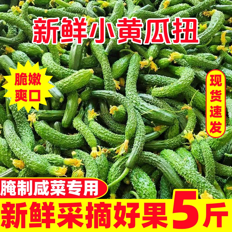 新鲜小黄瓜扭新鲜小黄瓜手指粗细带刺乳黄瓜手工腌制黄瓜酱黄瓜嫩