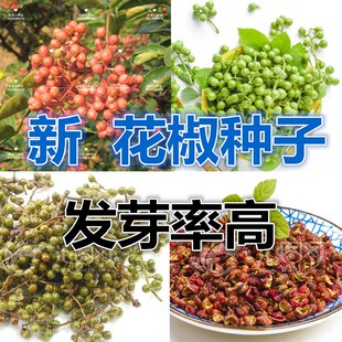 四川花椒树种子 正宗大红袍花椒种子 韩城 九叶青花椒 无刺花椒籽