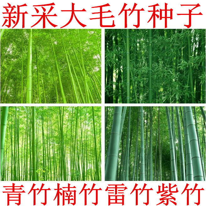 大型毛竹种子青竹苗籽楠竹竹子雷