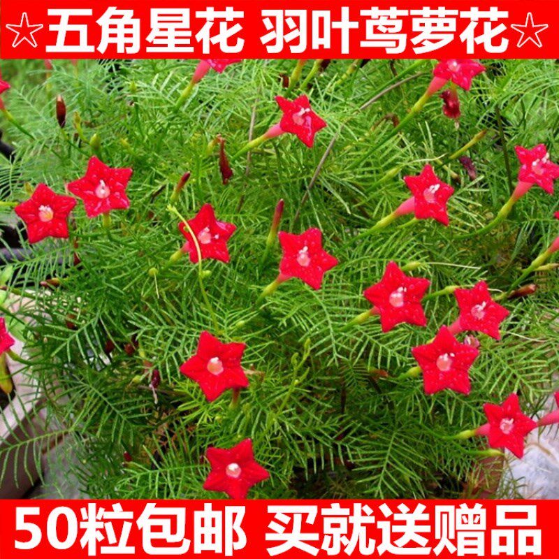 羽叶茑萝花卉种子四季易种庭院爬藤攀援盆栽五角星花混色莺萝包邮