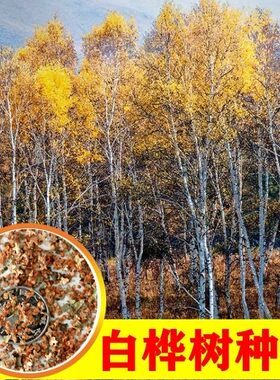 新采白桦种子 白桦树种子 桦树种子 桦木种子 桦皮树园林绿化种籽