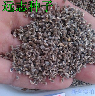 优质中药材种子 新采远志种子 18年产纯新远志种籽 亩用2斤
