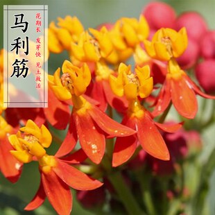 马利筋种子金凤花尖尾凤莲生桂子花芳草花籽种子