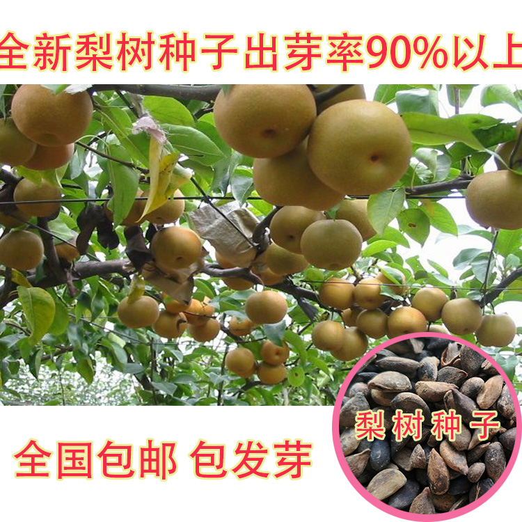 果树杜梨种子棠梨海棠酸南方梨树