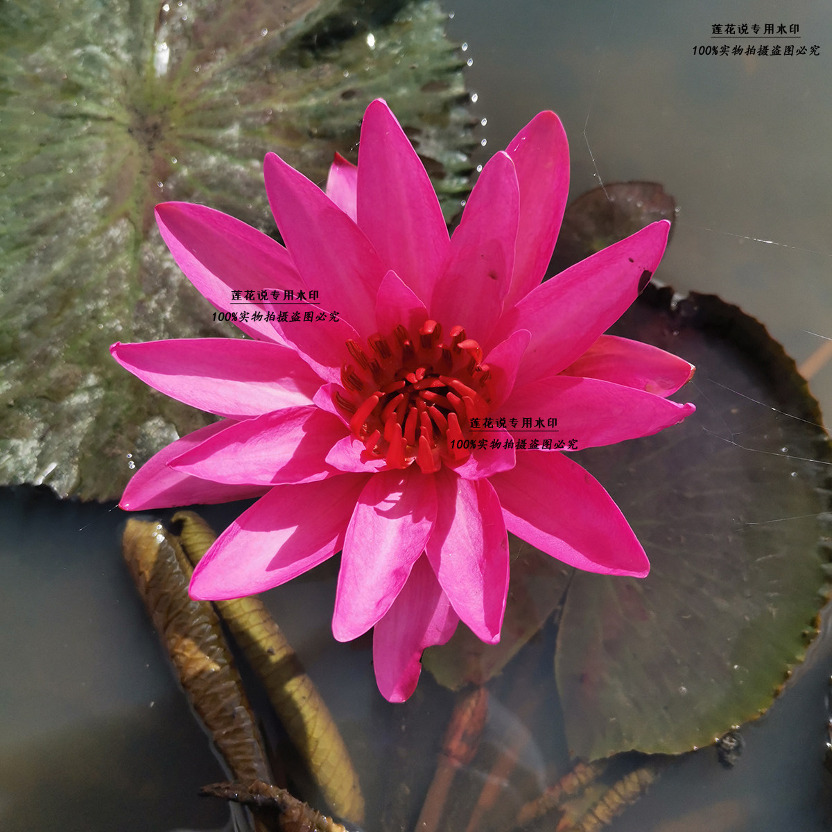 红色闪耀 三亚夜开型特红睡莲 水生莲花池塘庭院阳台缸栽盆栽花卉