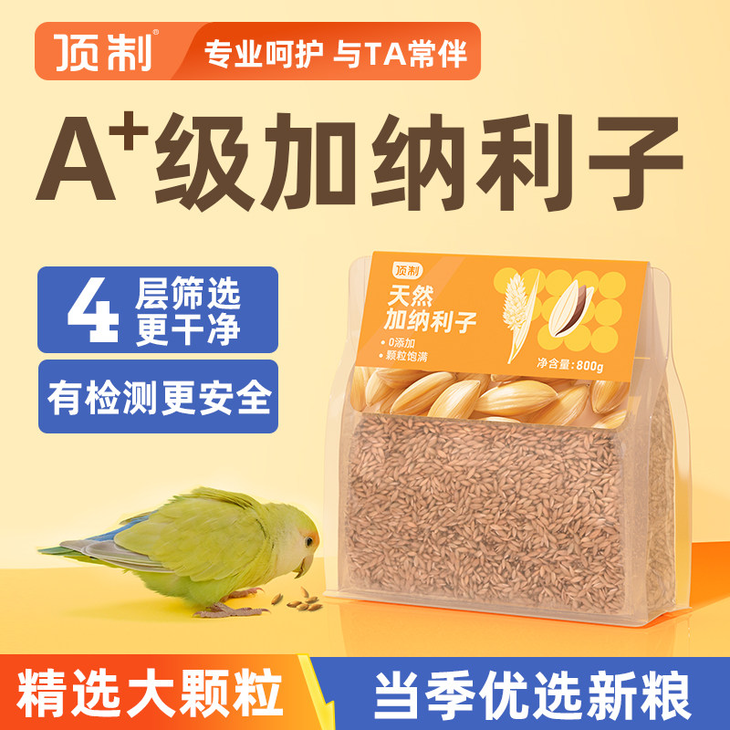 精选加纳利子大颗粒鸟食图片