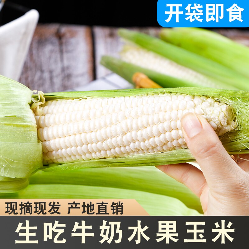 漳州爆浆冰糖牛奶水果玉米新鲜即食清甜水果代餐食物现摘生吃棒子