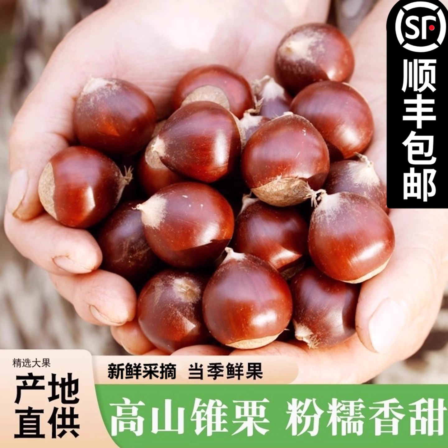 建瓯锥栗鲜合作现摘板栗生毛栗子