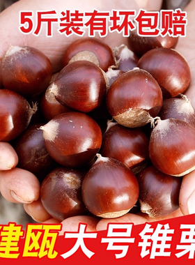 【顺丰包邮】2025年建瓯锥栗板栗生新鲜高山野生油栗栗子现摘毛栗
