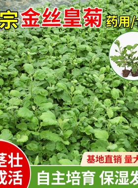 可食用金丝皇菊种苗泡茶中药材庭院阳台盆栽观赏易成活秉性天然