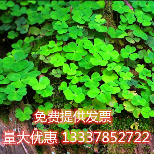 幸运草质量怎么样 幸运草口碑怎么样 小麦优选