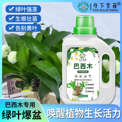 巴西木专用营养液养花肥料