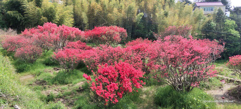 大别山映山红花盆景高杆老桩多枝印山红花紫花黄白花全冠树苗