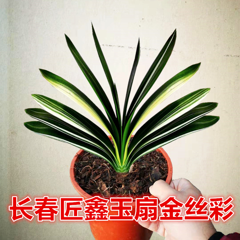长春匠鑫精品君子兰立板玉扇金丝彩覆轮鸳鸯宽叶观叶当年开花小苗