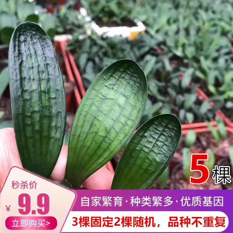 长春精品君子兰油匠技师和尚短叶立板麻脸坑纹圆头植物小苗花卉