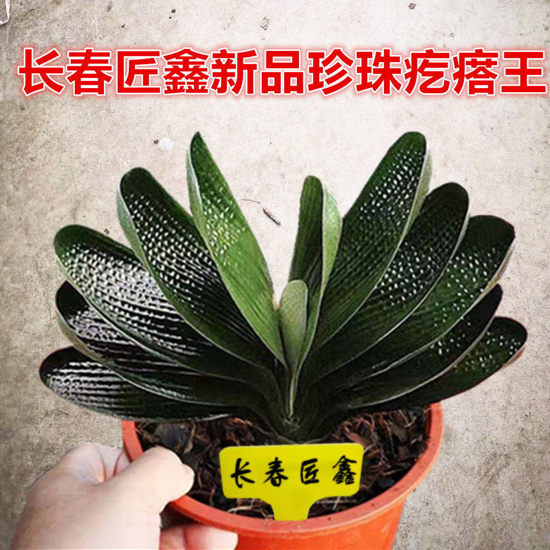 长春匠鑫精品君子兰 宽叶珍珠疙瘩王 钢板和尚短圆头油匠花卉盆栽