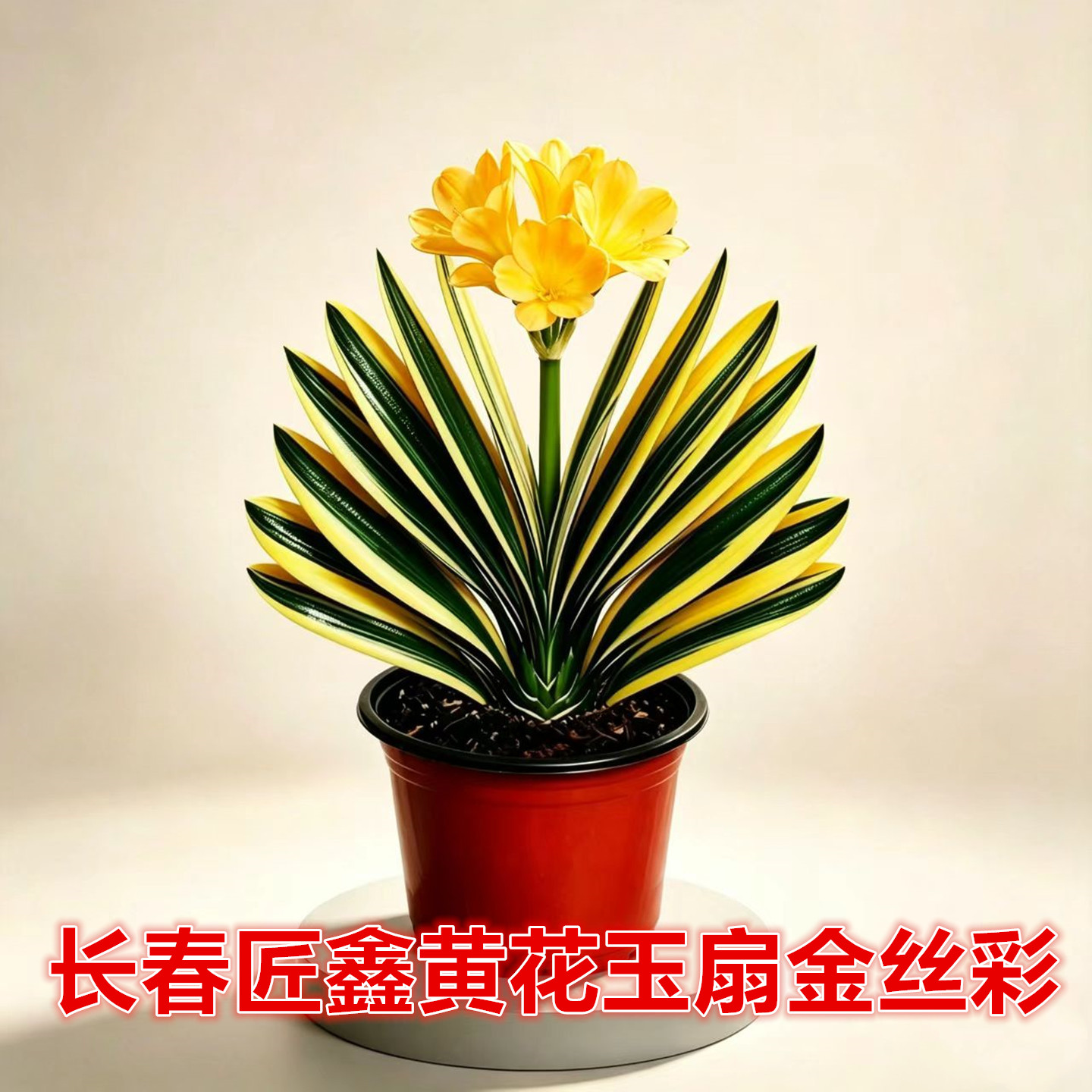 长春匠鑫黄花玉扇金丝彩君子兰盆桌面绿植