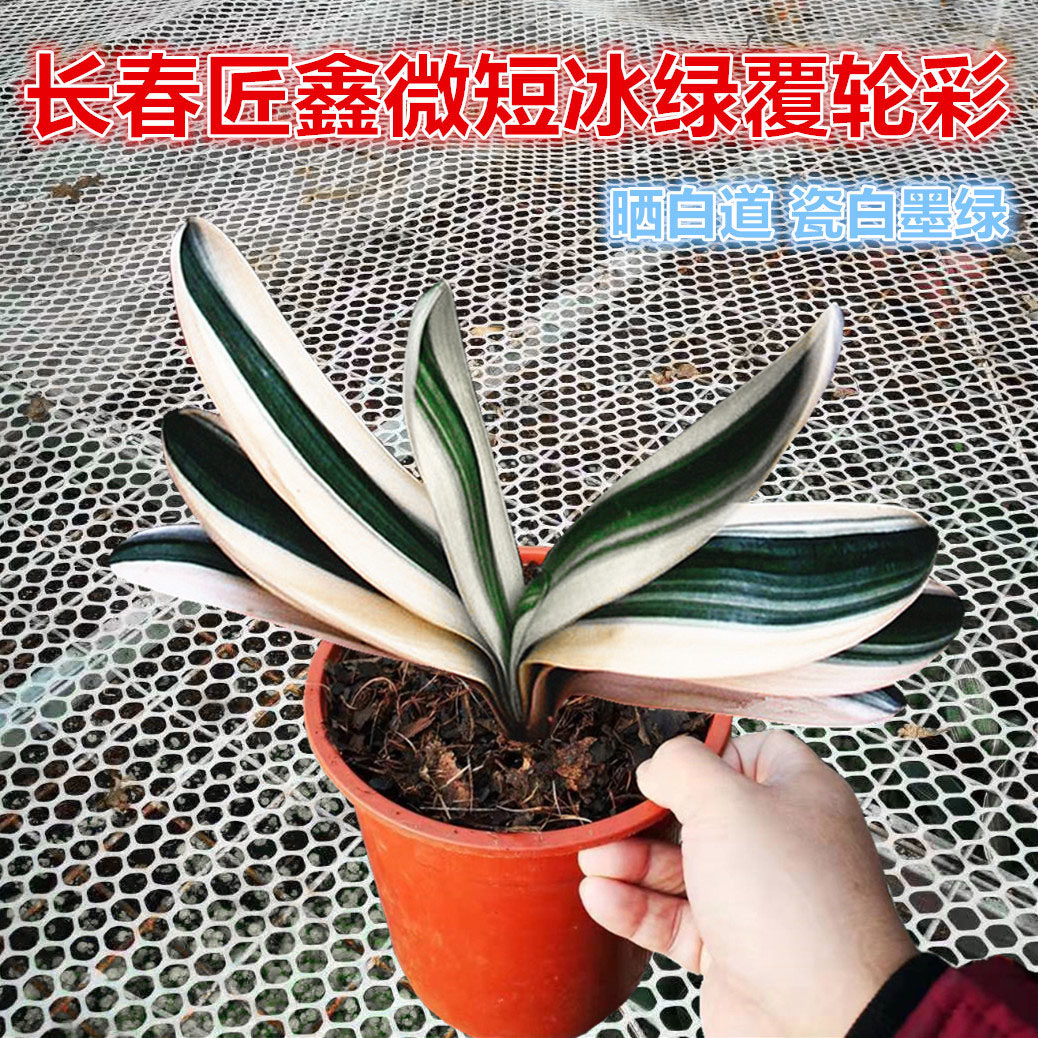 长春精品君子兰冰绿覆轮瓷白鸳鸯