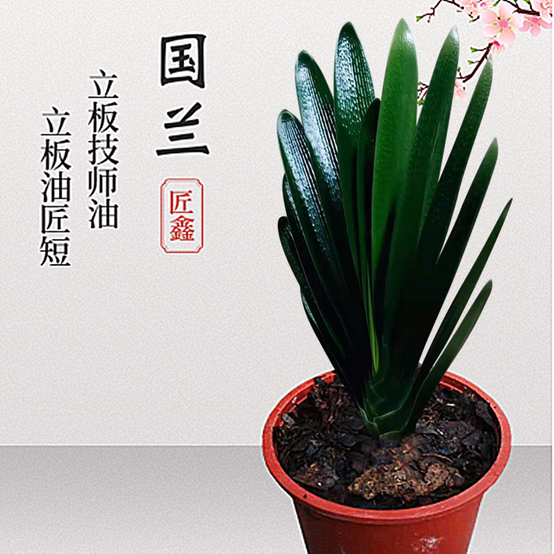 长春精品君子兰麻脸宽短叶技师油匠钢板立板当年开花花卉盆栽植物