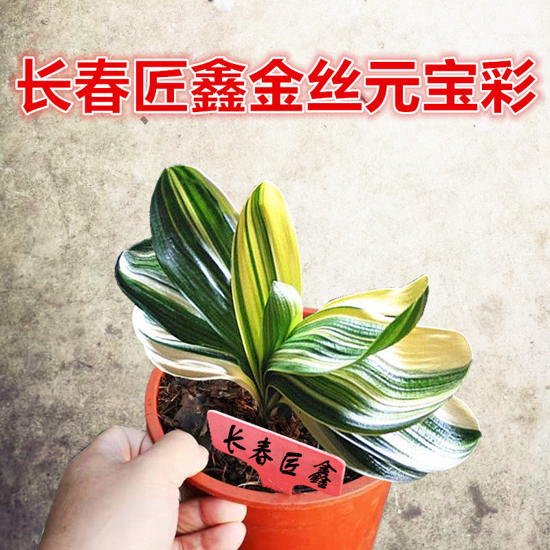 长春匠鑫精品君子兰金丝元宝麻脸宽短叶圆头彩兰鸳鸯覆轮一线天