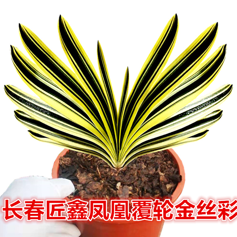 长春精品君子兰凤凰金丝覆轮彩