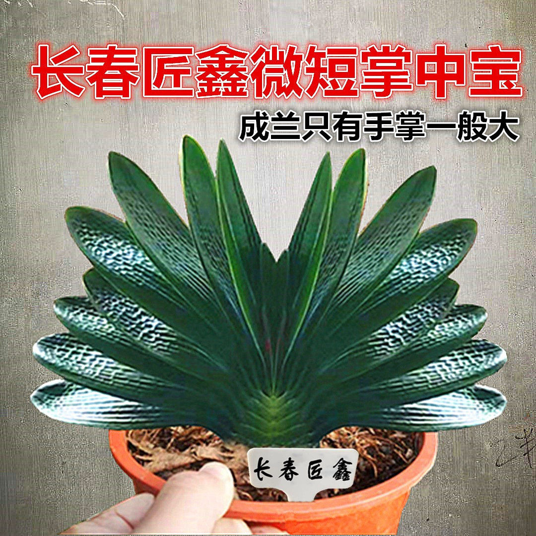 长春匠鑫精品君子兰 宽短叶微短掌中宝圆头坑纹麻脸和尚花脸小苗