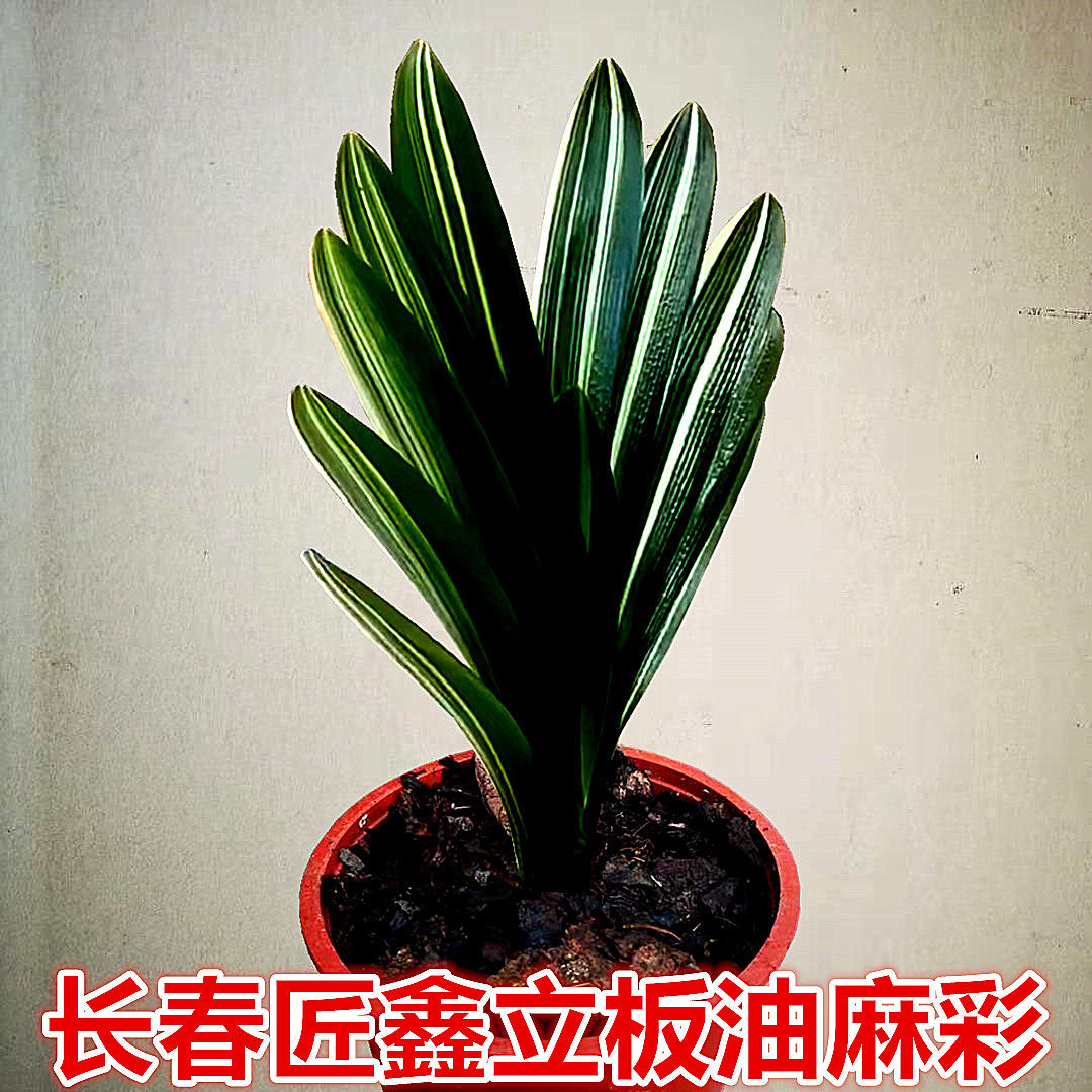 长春匠鑫精品君子兰立板油麻彩覆轮鸳鸯金丝彩兰小苗油匠麻脸开花